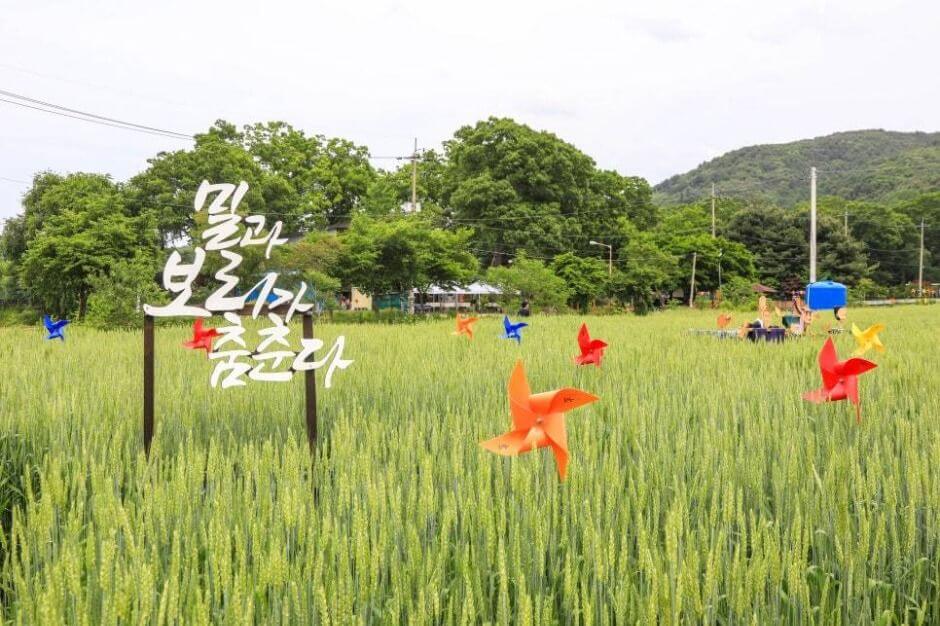 양평밀축제