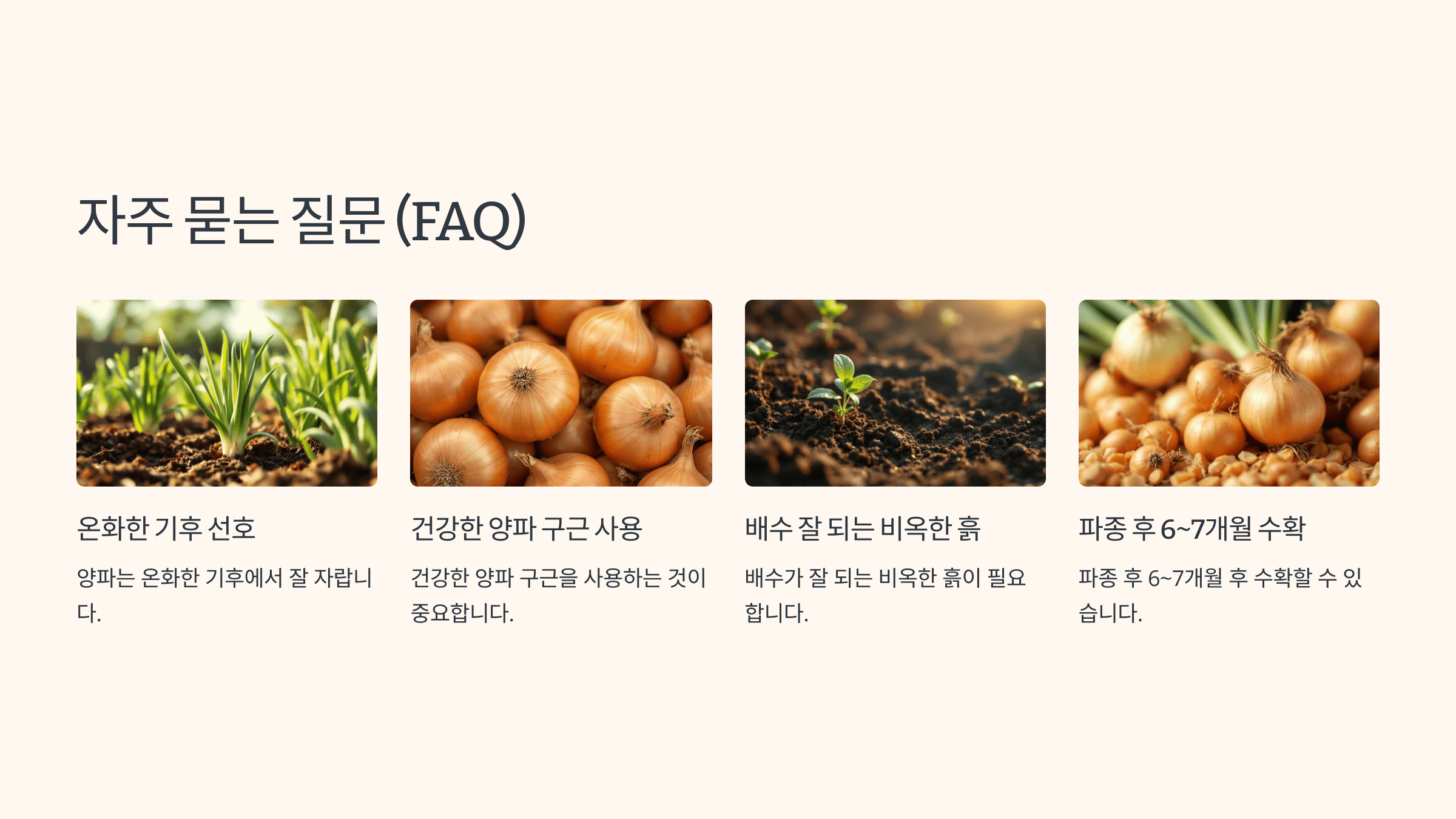 양파 사진입니다.