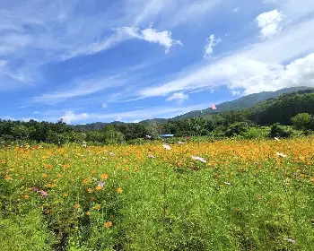 원주 용수골 가을꽃축제_8