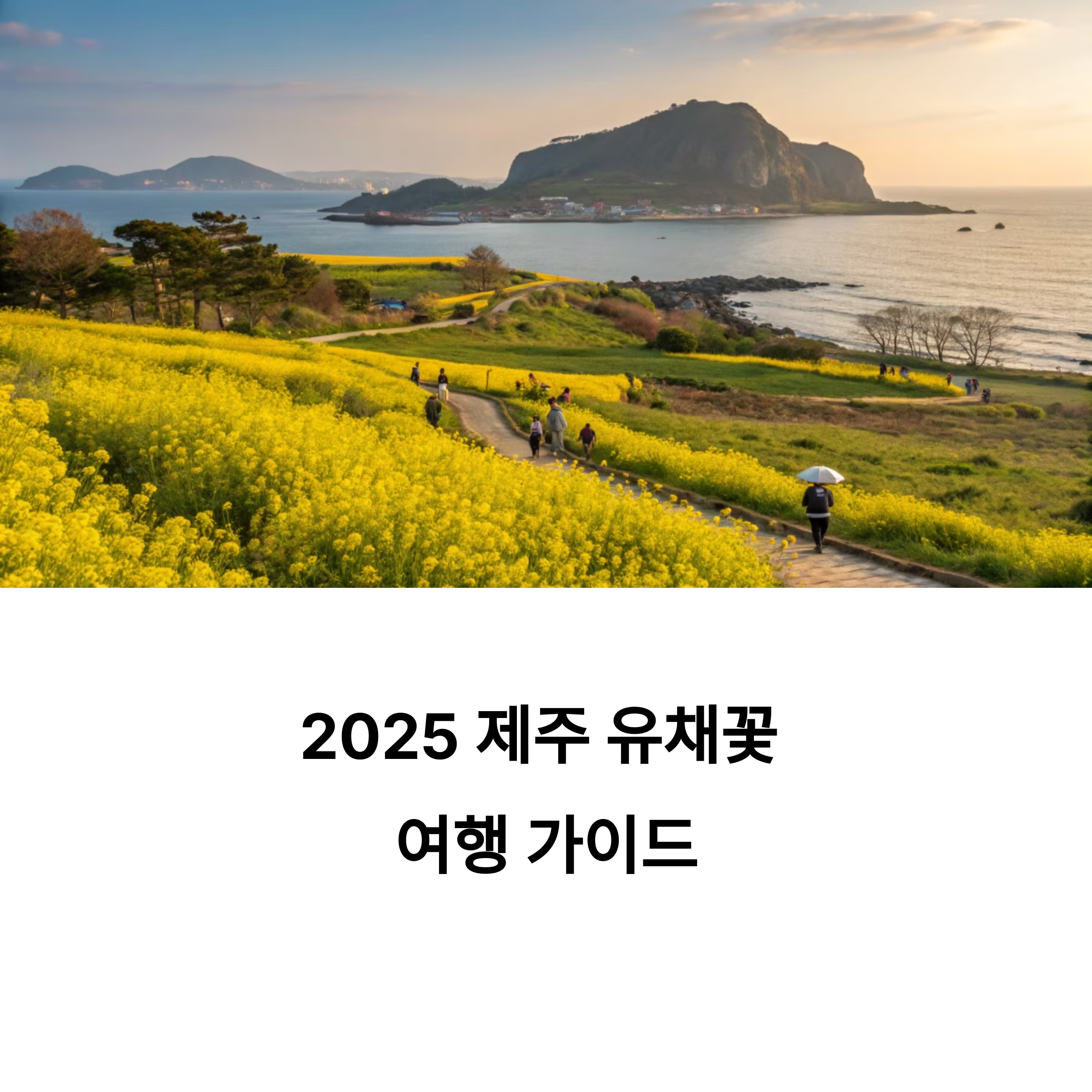 유채꽃 개화 시기 맞춰 떠나는 제주 봄 여행 코스