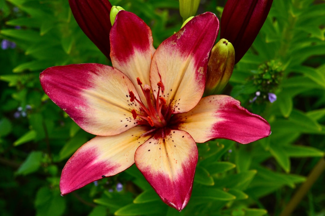 Hybrid