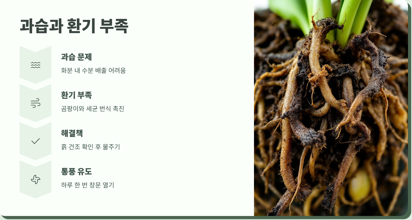 과습과 환기 부족으로 인해 섞은 뿌리