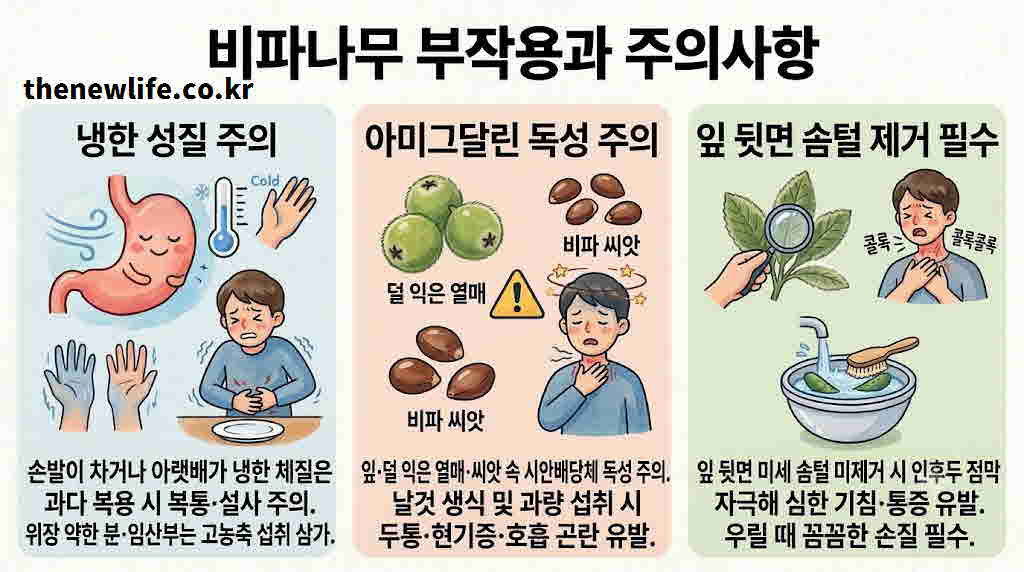 비파나무 효능 부작용