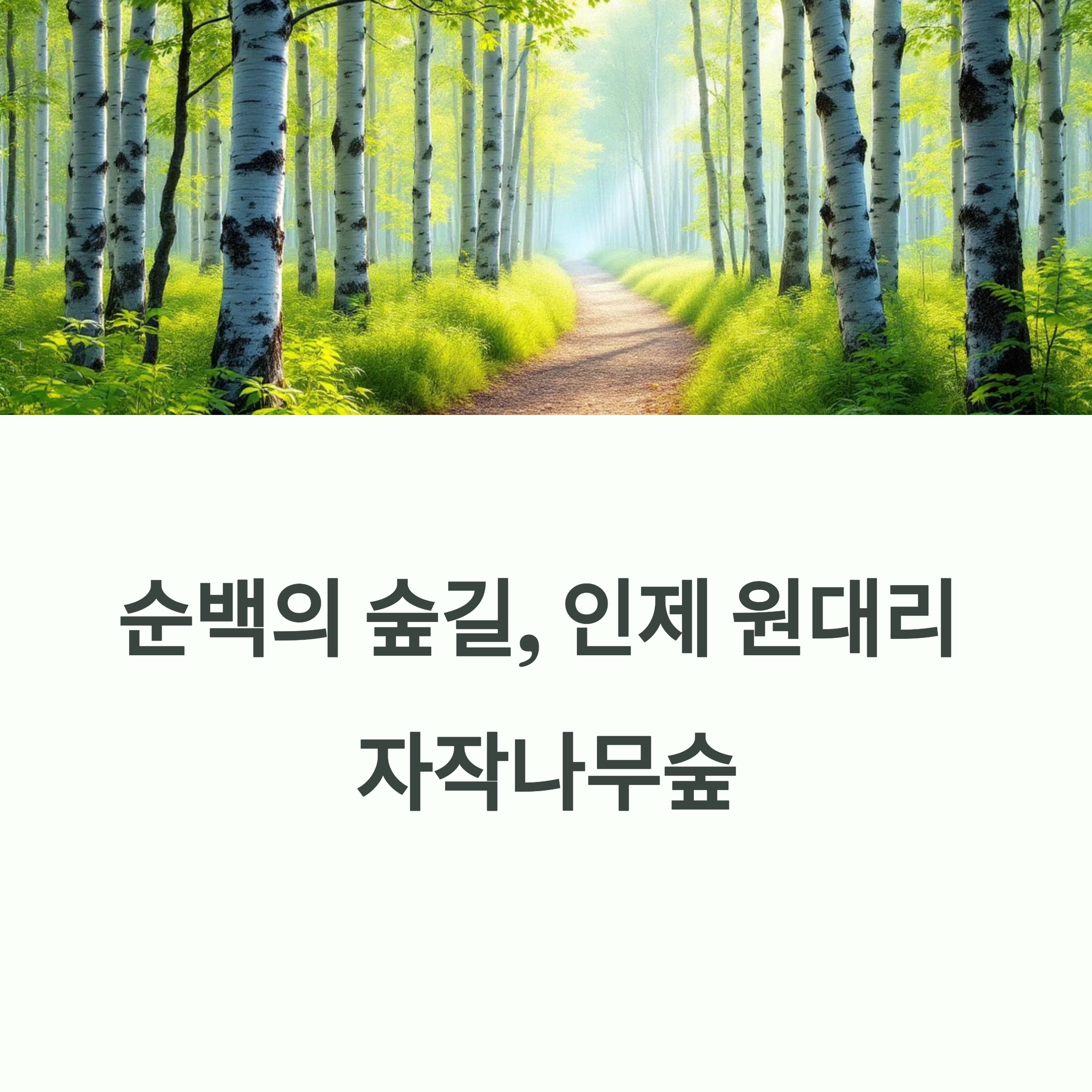 순백의 숲길, 인제 원대리 자작나무숲 완벽 가이드