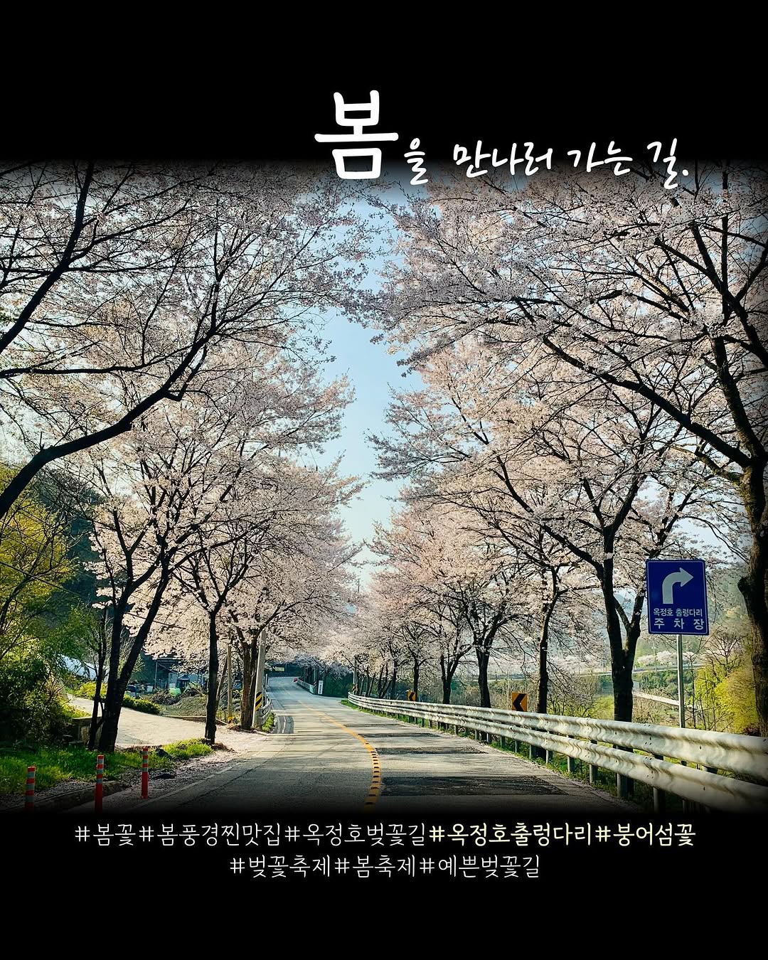 임실 옥정호 벚꽃축제