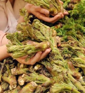 충북-청주-두릅