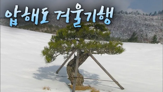 압해도 분재공원 근처 선착장에서의 낚시 농어와 도다리 포인트 소개 완벽 낚시터_3