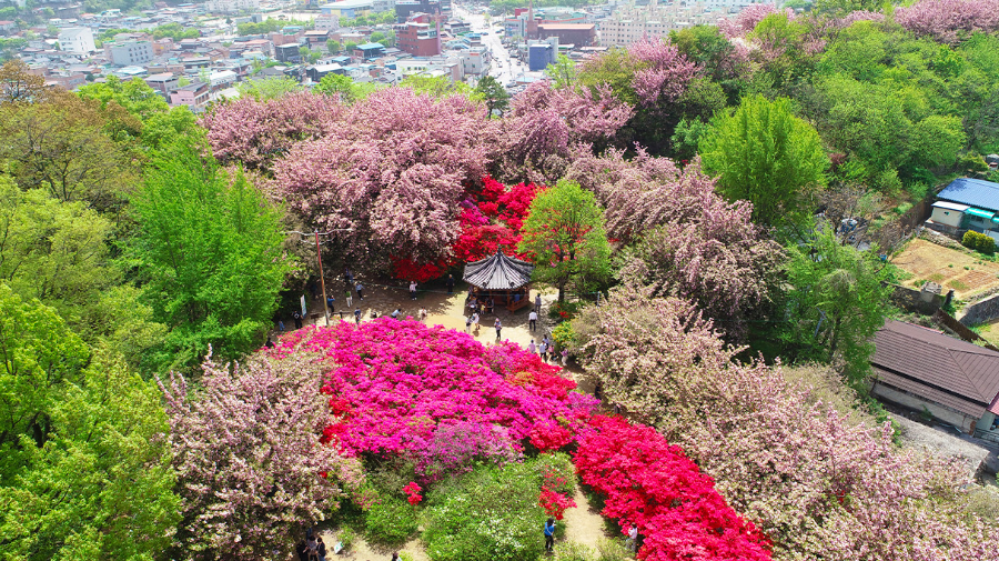 벚꽃 명소 2026