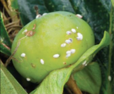 주머니깍지벌레