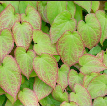 삼지구엽초(Horny goat weed)