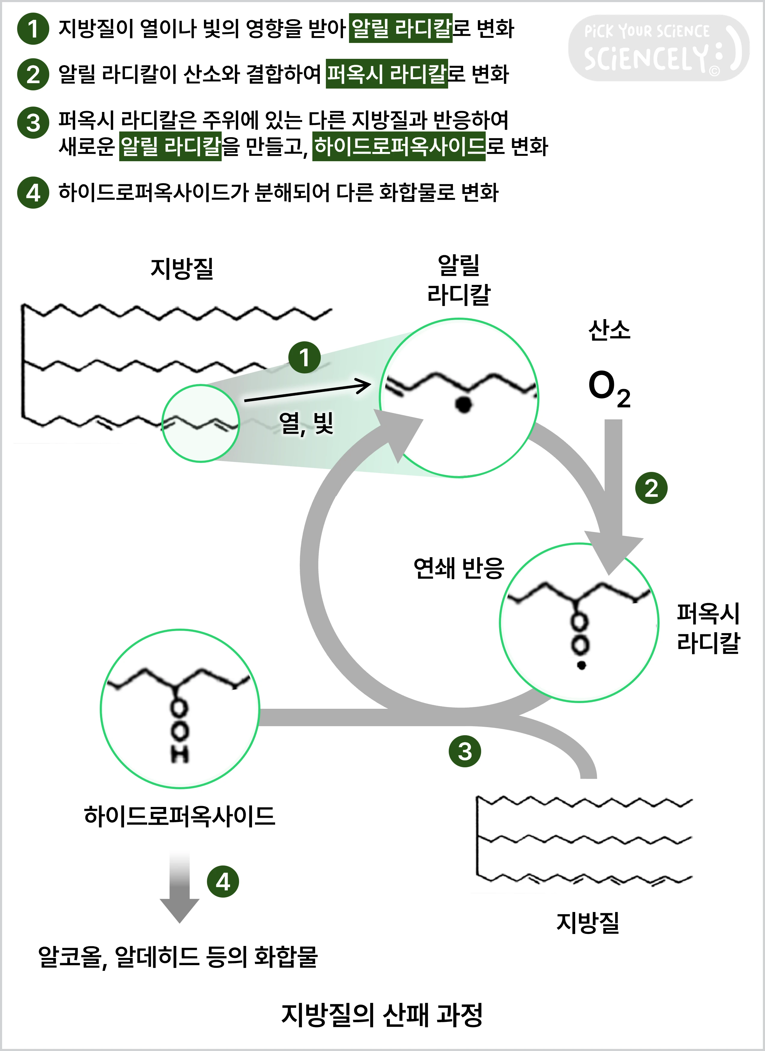 지방질의 산패 과정, 알릴 라디칼, 퍼옥시 라디칼, 하이드로퍼옥사이드, 지방질이 열이나 빛의 영향을 받아 알릴 라디칼로 변화, 알릴 라디칼이 산소와 결합하여 퍼옥시 라디칼로 변화, 퍼옥시 라디칼은 주위에 있는 다른 지방질과 반응하여 새로운 알릴 라디칼을 만들고, 하이드로퍼옥사이드로 변화, 하이드로퍼옥사이드가 분해되어 다른 화합물로 변화