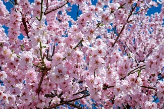 화담숲 예약하기-모노레일-벚꽃-예약방법-3