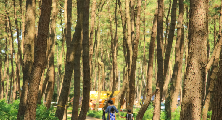 장항송림산림욕장 장항스카이워크