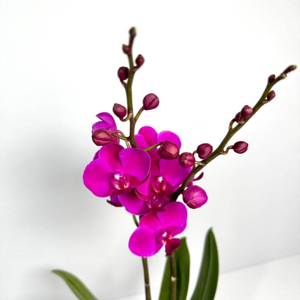 호접란 키우는 방법