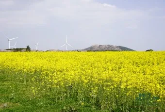 제주 유채꽃 개화 시기 봄 여행 필수 코스_9