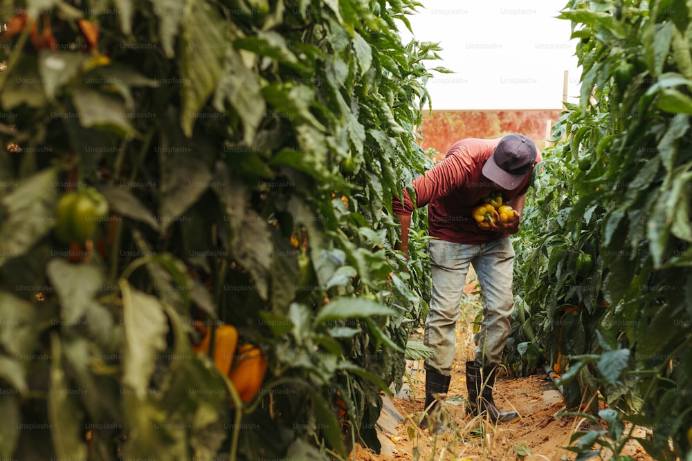식량 안보 관련 이미지