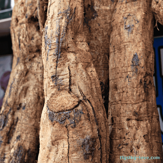 여성 갱년기에 효과적인 칡