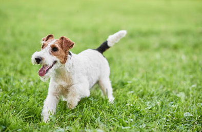 산책중인 강아지