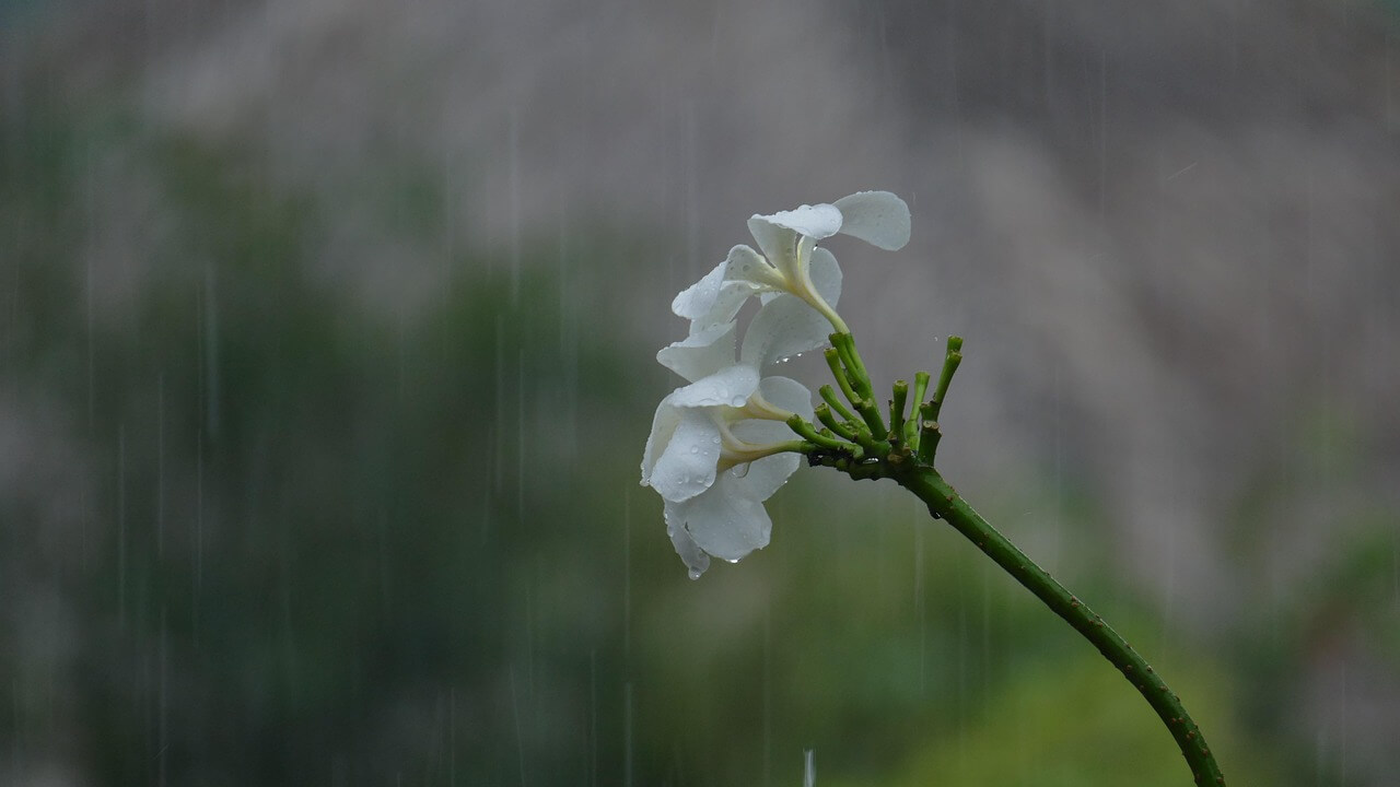rainy day