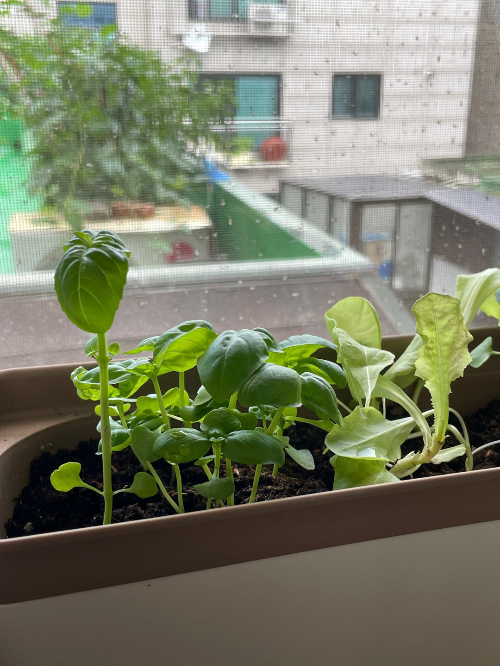 식물 왕초보도 집에서 쉽게 키울 수 있는 잘 안죽는 식물 추천