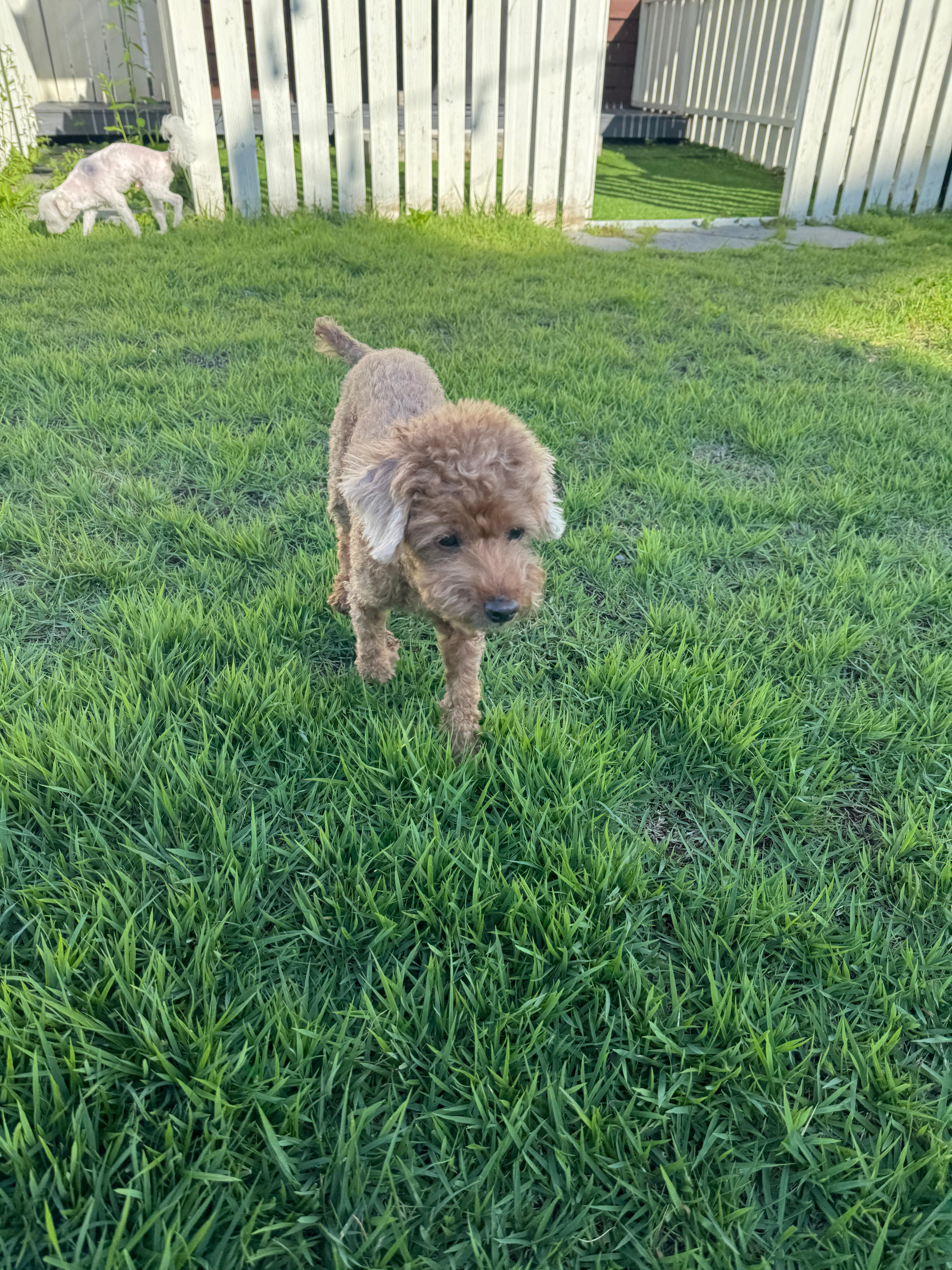 풀멍파크 잔디밭을 걷고 있는 강아지