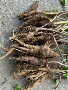 더덕의효능알아보기