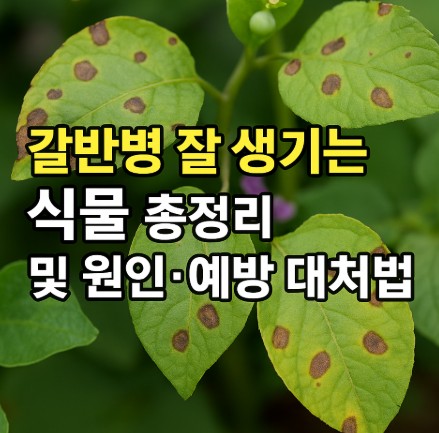갈반병 잘 생기는 식물- 원인·예방, 대처법 사진