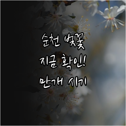 순천 벚꽃 개화일 만개 예상 시기 및..