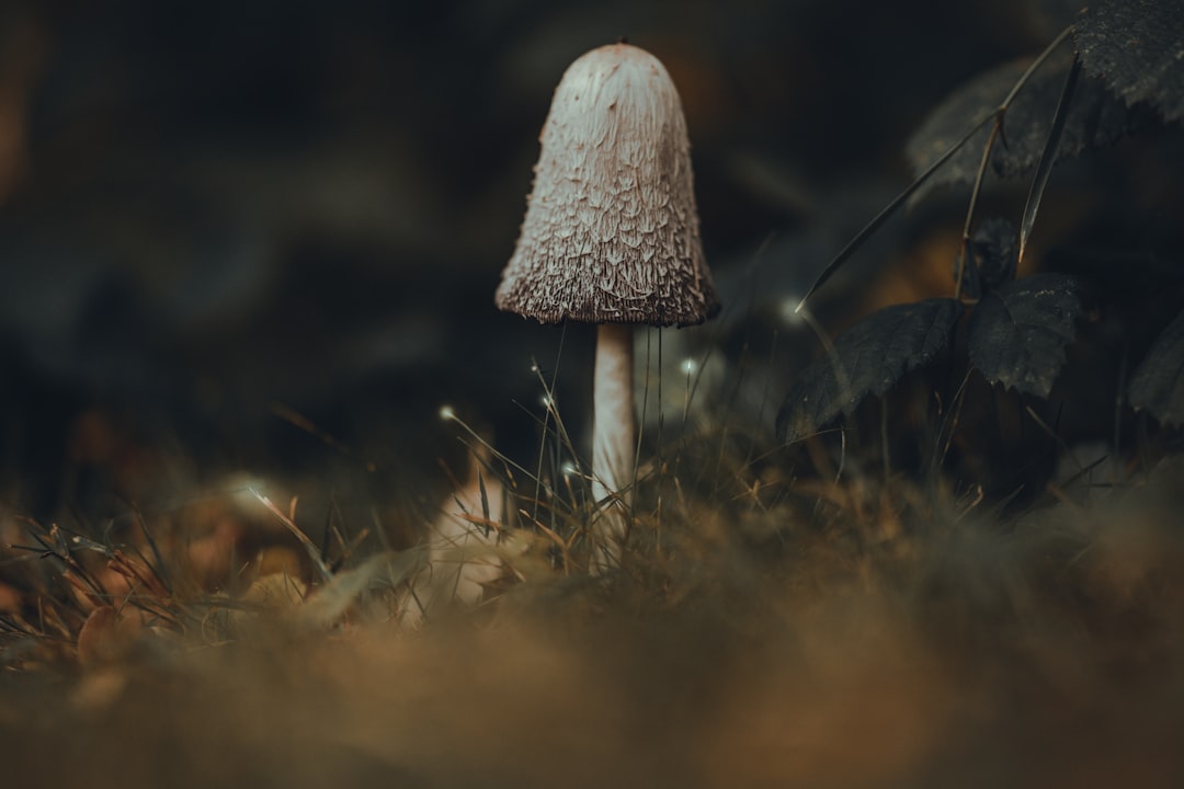 Popup
