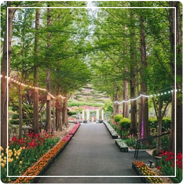 피나클랜드 튤립 이미지 출처: 피나클랜드 홈페이지