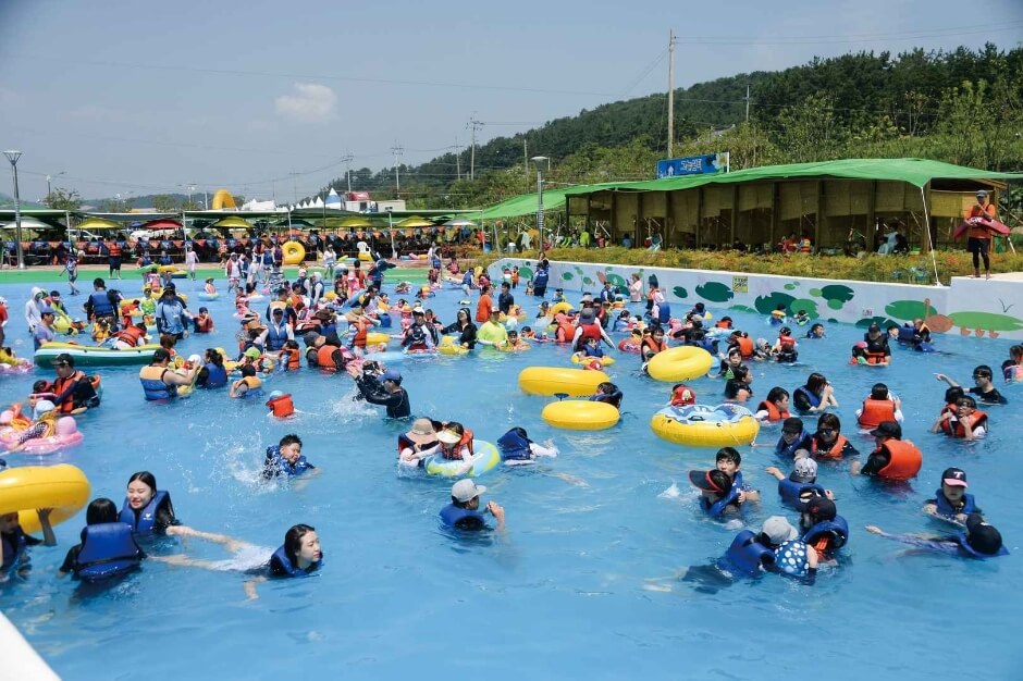 회산백련지-무안연꽃축제