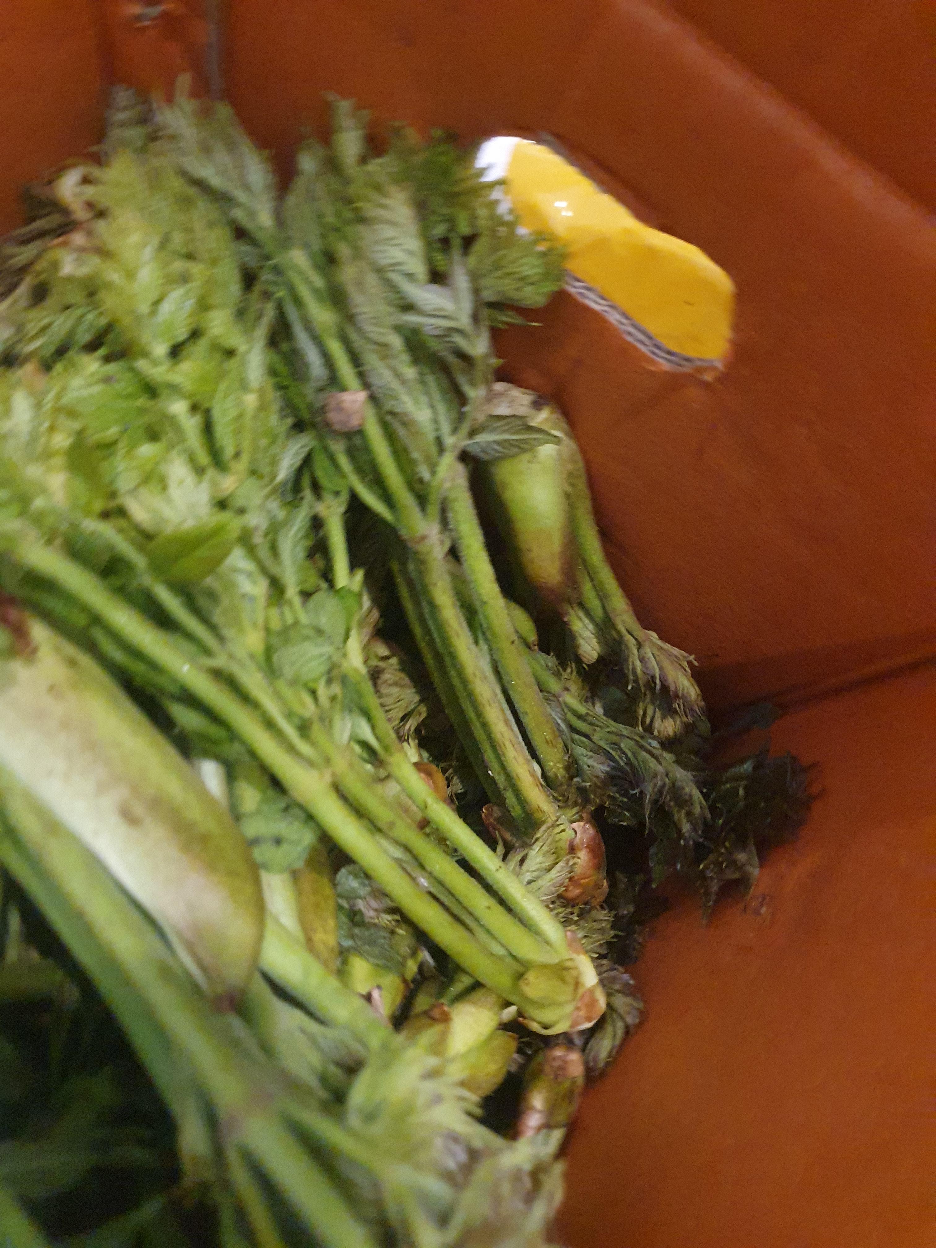 두릅 효능 가격 두릅 먹는 방법