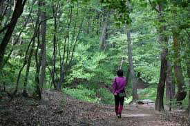 여름에 걷기 좋은 숲길 10