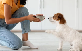 강아지사진/출처:어도비스톡