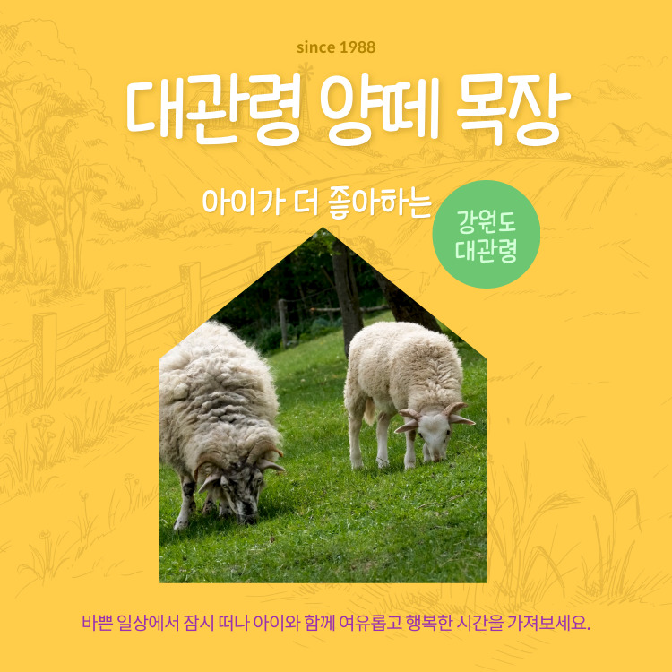 대관령양떼목장 소개