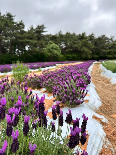 2025 고창청농원 라벤더축제, 향기로운 보랏빛 힐링!(5.23~6.29)