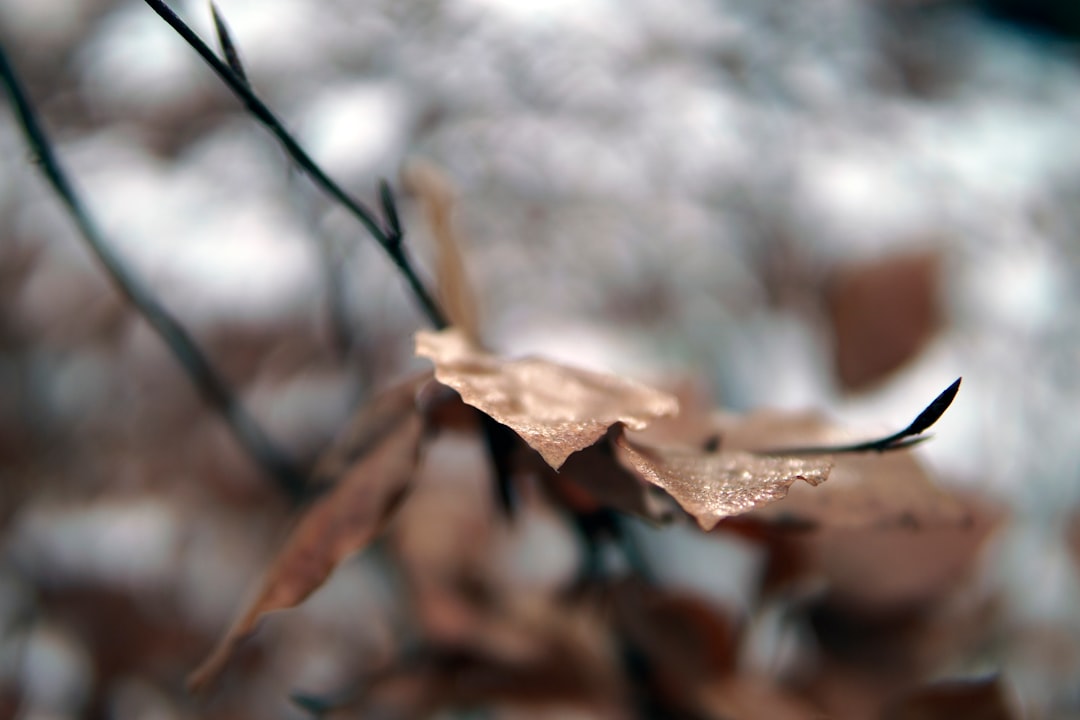 Thaw