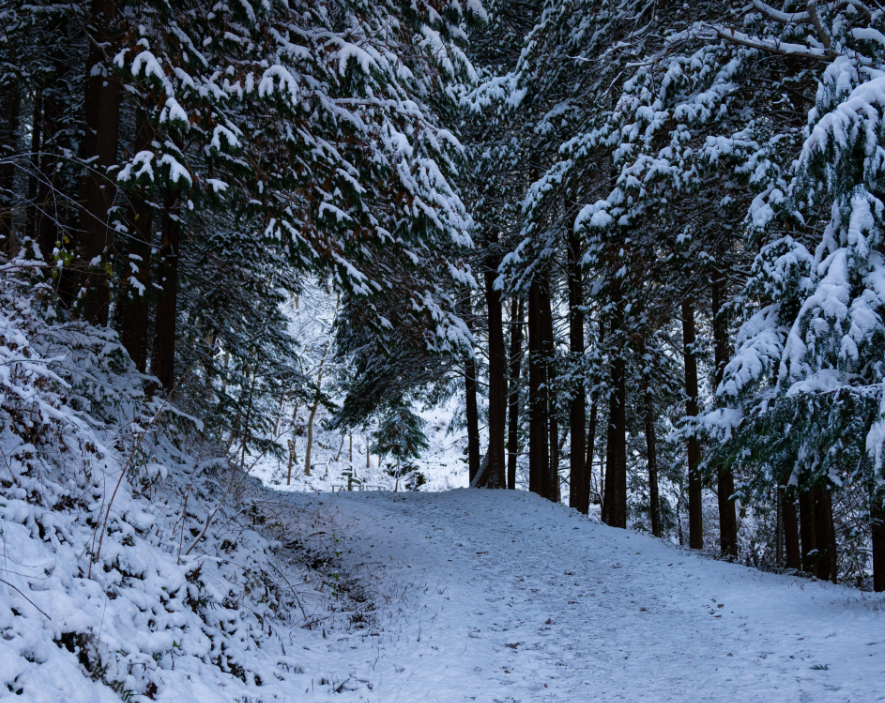 완주 상관편백나무숲1