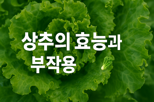 상추의 효능과 효과 부작용 알아보기