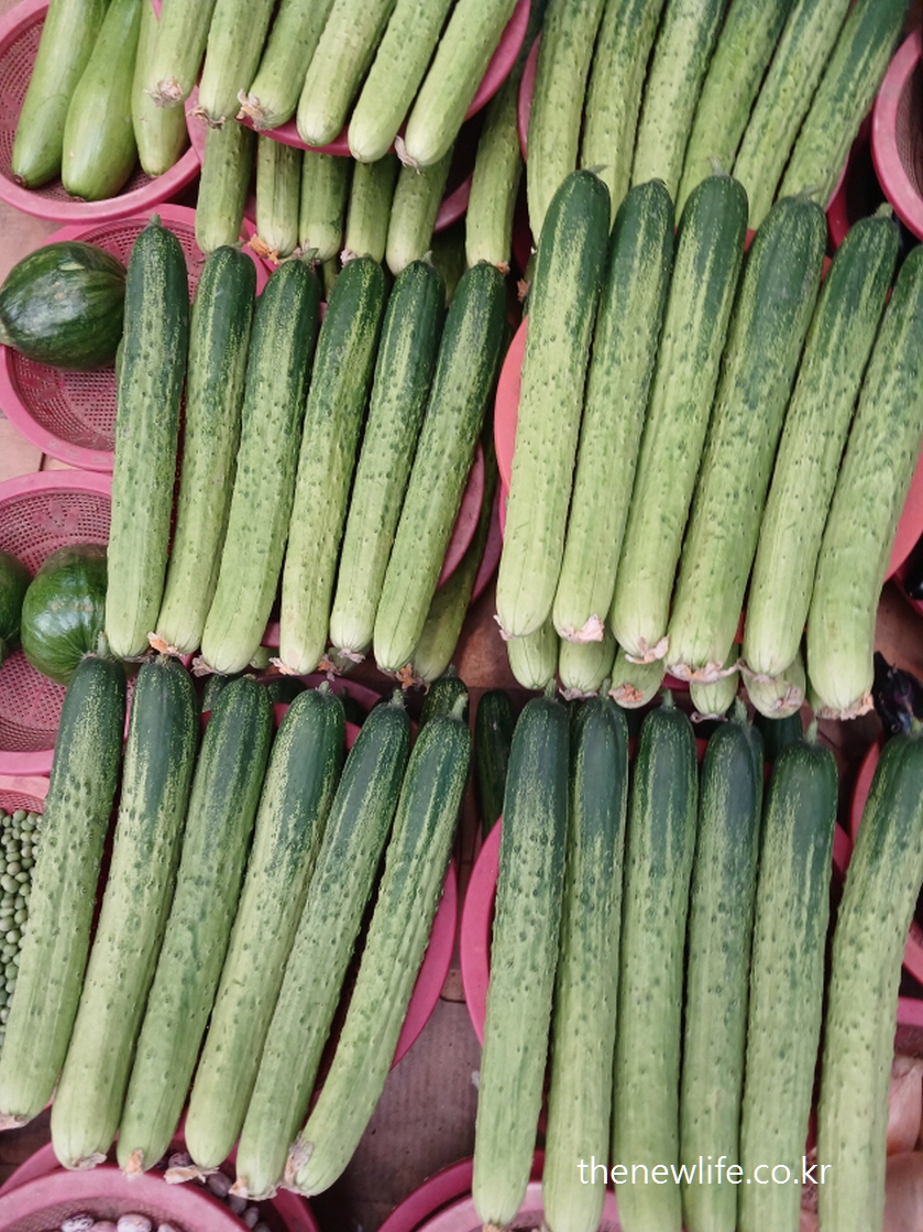 Fresh cucumbers arranged in baskets at a traditional market-재래시장 바구니에 담긴 신선한 오이