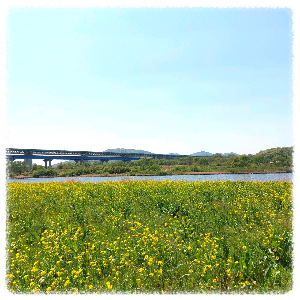 엄정 목계나루 유채꽃밭