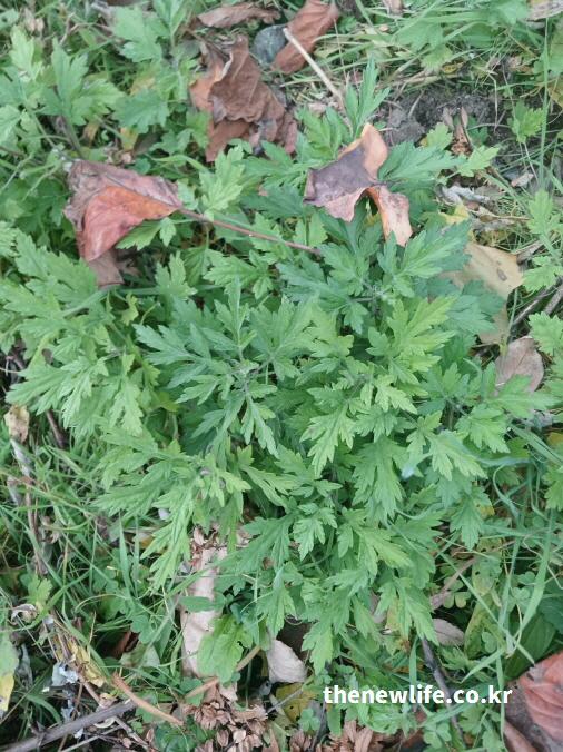 가을 들판에서 자라는 쑥의 실제 모습 – 따뜻한 성질로 혈액순환을 돕고 손발 냉증 완화에 효능이 있는 약초