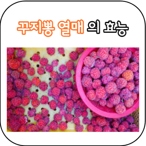 꾸지뽕열매-썸네일