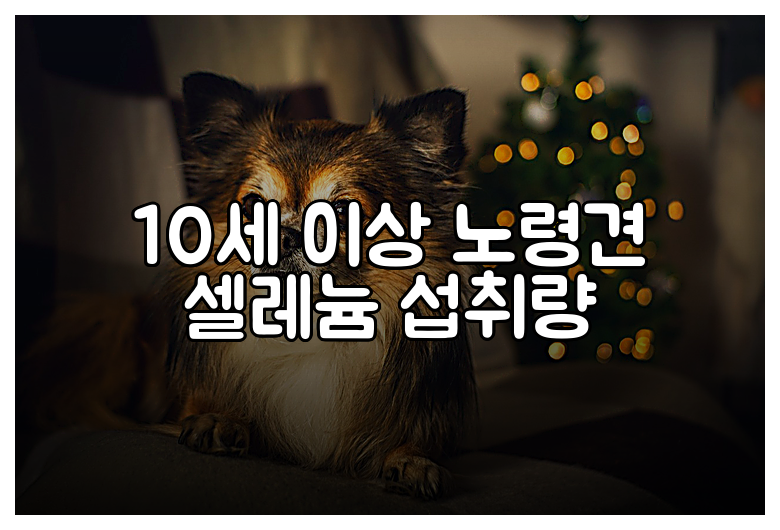 10세 이상 노령견 셀레늄 섭취량