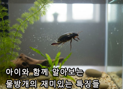 아이와 함께 알아보는 물방개의 재미있는 특징들