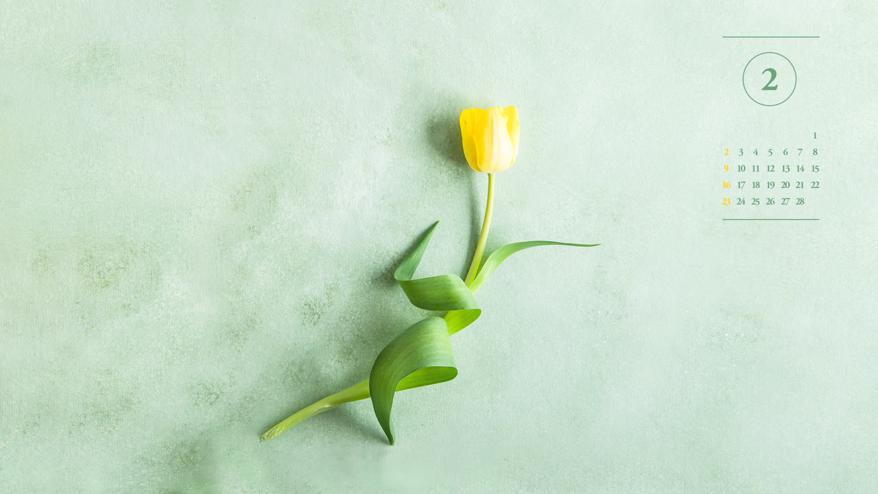06 노란색 튤립 A - 2025년2월 노트북배경화면