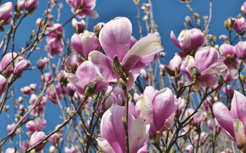 봄꽃과 온천이 만나는 순간! 전국 봄 온천축제 & 힐링여행!