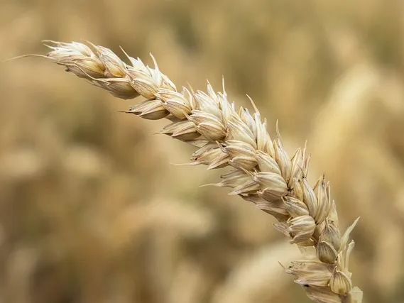 카무트 쌀 수확