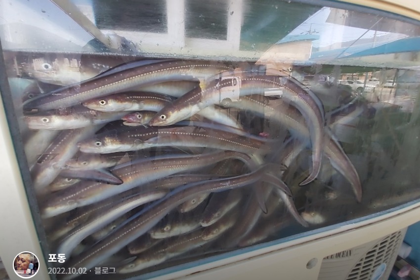 극한직업-거제도-붕장어-쌍둥이회장어