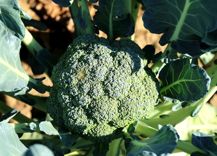 브로콜리 효능|종류|제철|데치기|브로콜리 보관|씻는법|먹는방법